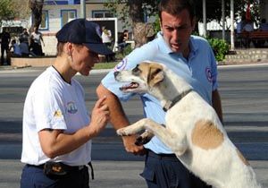 Sokak Kpekleri Kurtarma Kpei Olacak 